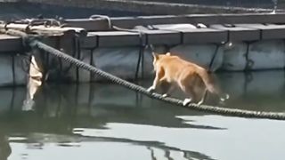 Cat and Dog