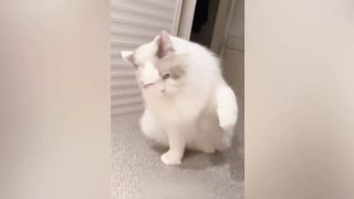 Try Not To Laugh ???? Funniest Cats and Dogs 2023 ???????? 4