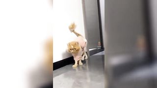 funny cat ???????????? | funny cat videos 2023