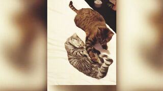 Interesting Felines Gathering