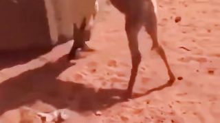 @el_captain20230825_phoenixmp4