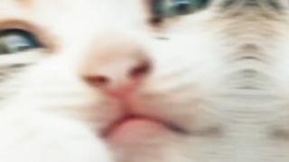 ???? Cute Cats ????????????
