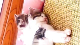 Lovely cats, Cute cats