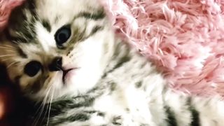 Cute cats 19