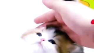 Funny kittens, Cute kittens ????????????