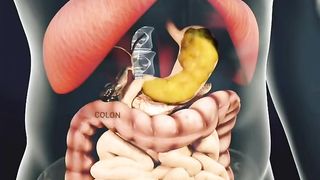 L'appareil digestif