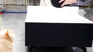 my cat is my favorite 78