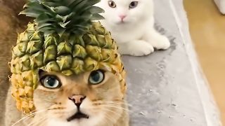 my cat is my favorite 80