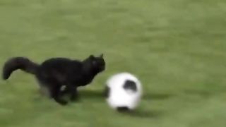 my cat is my favorite 82