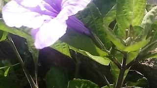 Animal lovers 804