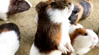 Funny Animal Moments-Hamster