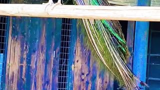 Peacock Video #Short Videos
