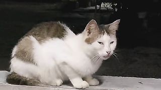 This Cat Look Familiar??