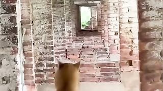 so trending funny animals videos ????