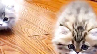 Cat cute super mini