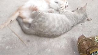 Animal lovers 815