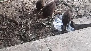 Animal lovers 816