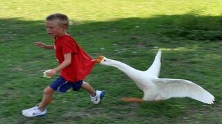 TRY NOT TO LAUGH - Best Funny Videos Compilation - Memes PART 136 2