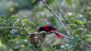 Nature and  BEAUTIFUL  BIRDS