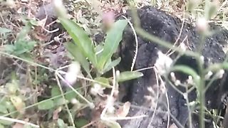 Animal  lovers 4