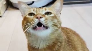 Singer cat