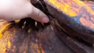 Asian street food 炸香蕉