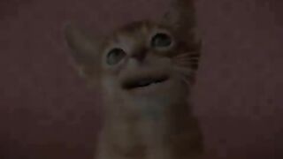 Singing Cats, Funny cat, music