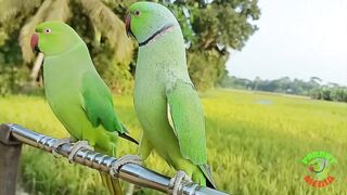 Amazing Natural Parrot Sounds