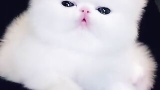 Sleepy cute cats