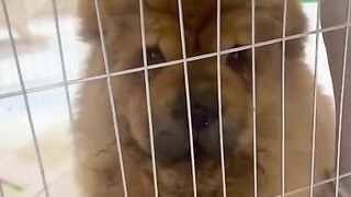 Cute Dogy