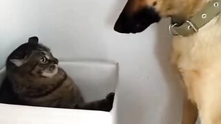 So funny cats compilation 2022  so funny cat videos #shorts