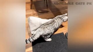 So funny cats compilation 2022 # so funny cat videos