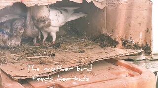 Mother bird feeds her Nestling