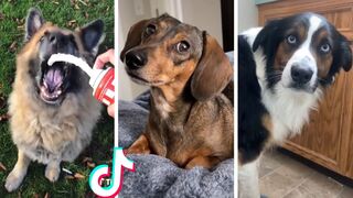 Most Amazing PETS of TikTok Compilation ???????? Animals Doing Funny Things!