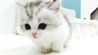 cat cute lovely