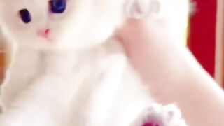 cute cats very adorable