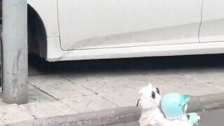 cute cats