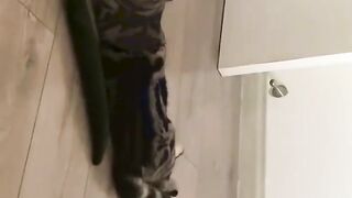 cat funny videos