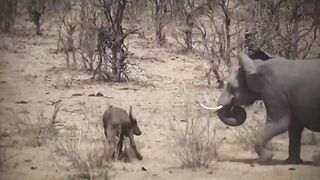 15 Rude Elephants Mercilessly On The Prowl For Anything.mp4