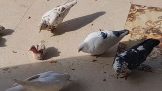 What do birds like to eat most?