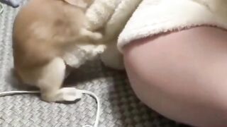 Rabbit do funniest things !