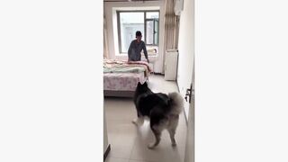 #dogsoftiktok #funny #funnyvideo #fyp #foryou
