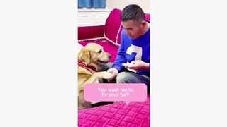#dogsoftiktok #funny #funnyvideo #fyp #foryou