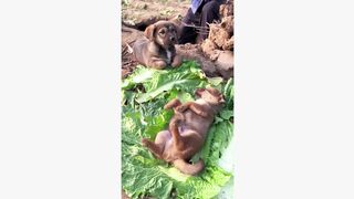 dog #dogsoftiktok #funny #funnyvideos