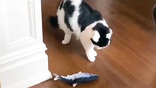 Funny cats fails