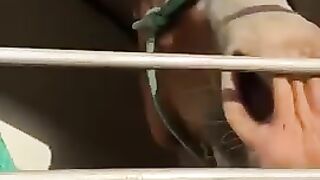 Two funny animals TikTok clips of 2022!!