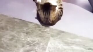 Kот Cила