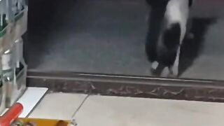 Funny animals clip