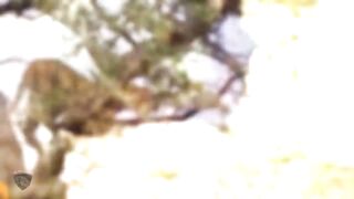Mother Monkey Sad Looking To The Abyss When She Saw Her Son Running After The Leopard.mp4