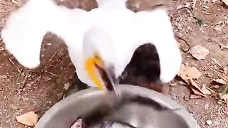 Hungry duck eating fishes